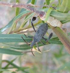 Leptoglossus oppositus