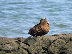 Somateria mollissima