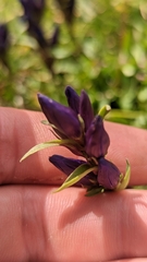 Gentiana affinis
