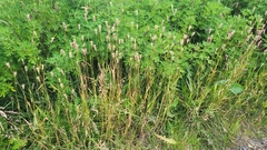 Poaceae