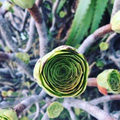 Aeonium arboreum