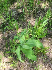 Centaurea phrygia pseudophrygia