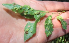Eriovixia