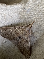 Renia discoloralis