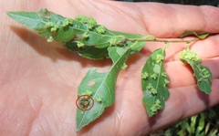 Eriovixia