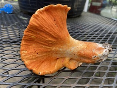 Hypomyces lactifluorum