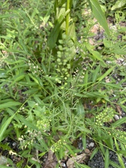 Lepidium virginicum