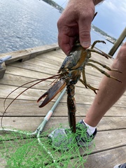 Homarus americanus