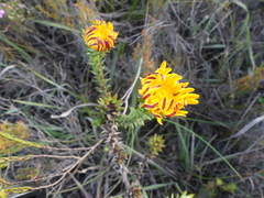 Oedera capensis