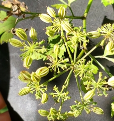 Thaspium barbinode