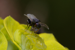 Eurytomidae
