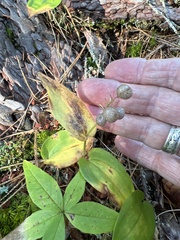 Maianthemum canadense