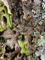 Pseudocyphellaria holarctica