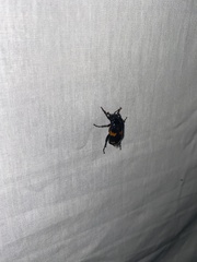 Nicrophorus orbicollis