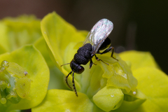 Eurytomidae