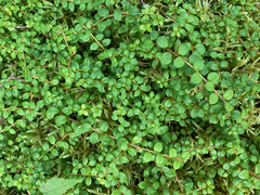 Gaultheria hispidula