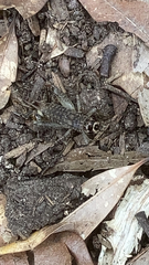 Velarifictorus micado