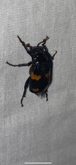 Nicrophorus orbicollis