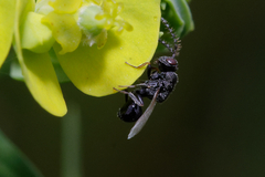 Eurytomidae