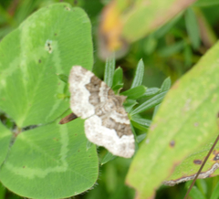 Epirrhoe alternata