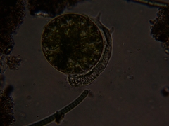Amoebidae