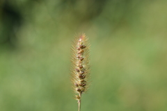 Setaria