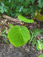 Viburnum lantanoides