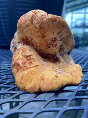 Hypomyces lactifluorum