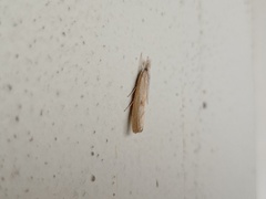 Agriphila inquinatella