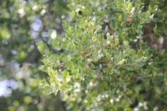Quercus coccifera