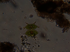 Xanthidium antilopaeum