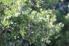 Quercus coccifera