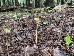 Monotropa hypopitys