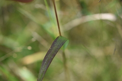 Setaria