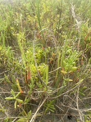 Salicornia
