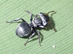 Cephalotes pusillus