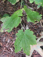 Actaea elata elata