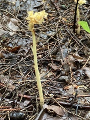 Monotropa hypopitys