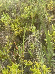 Salicornia