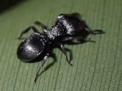 Cephalotes pusillus