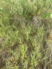 Salicornia