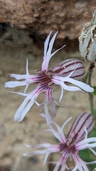 Silene petersonii