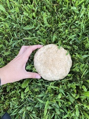 Calvatia