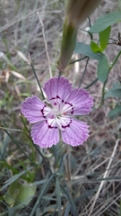 Dianthus campestris