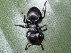 Cephalotes pusillus