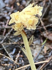 Monotropa hypopitys