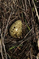 Gallinago nigripennis
