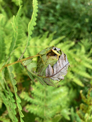 Olethreutes osmundana