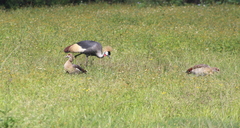 Balearica regulorum regulorum