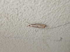 Agriphila geniculea